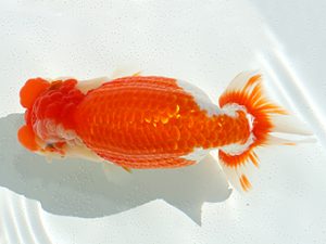 三郷らんちゅう会　金久保正博