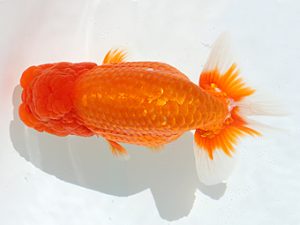 三郷らんちゅう会　立行司　岡戸雅邦