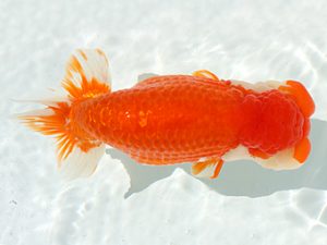 三郷らんちゅう会　取締一　篠塚賢治