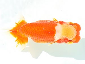 三郷らんちゅう会　取締二　武川武文