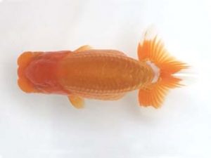 宮城山形　東大関　大場晋二　仙台市