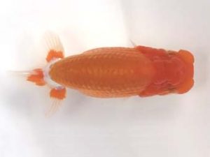 宮城山形　西大関　松田　勝　仙台市