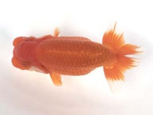 宮城山形　取締一　松田　勝　仙台市