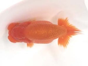 宮城山形　取締二　横山健志　最上郡