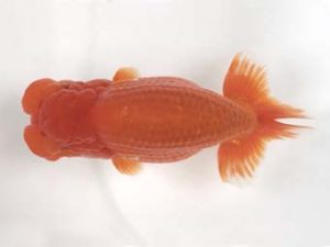 宮城山形　東大関　光山郁雄　山形