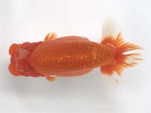 宮城山形　立行司　大場晋二　仙台市