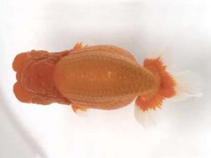 宮城山形　取締一　安藤修司　須賀川市