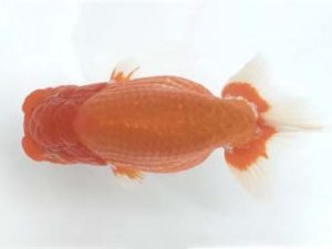 宮城山形　取締二　和井内貴久　八戸市