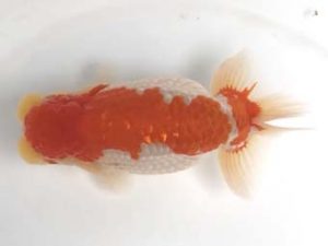 宮城山形　奥津虎之介　石巻市