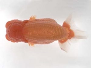 宮城山形　立行司　横山健志　最上郡