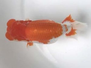 宮城山形　取締一　川村祐孝　盛岡市