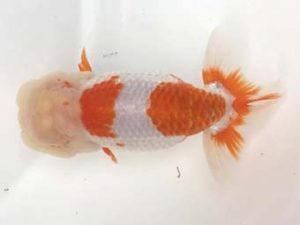 宮城山形　取締二　川村祐孝　盛岡市