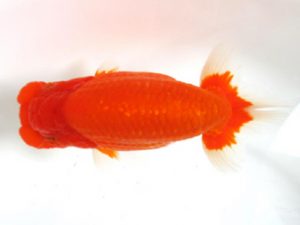 愛媛らん友会　東大関　津島洋介　西条