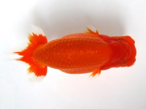 愛媛らん友会　西大関　武下喜一　今治