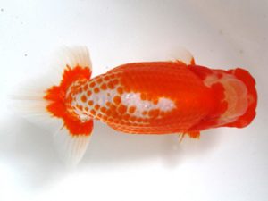 愛媛らん友会　立行司　武下喜一　今治