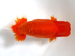 愛媛らん友会　取締一　丹下　常　今治