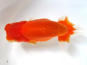 愛媛らん友会　取締二　中村優作　西条