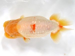 愛媛らん友会　東大関　梅岡伸一郎　松山