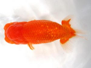 愛媛らん友会　西大関　寺坂嘉仁　松山