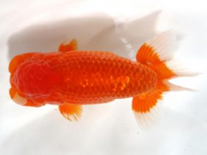 愛媛らん友会　取締一　鷲谷浩二　松山