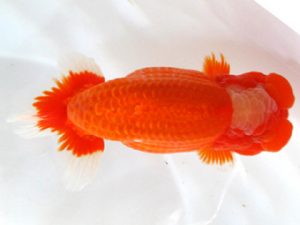 愛媛らん友会　取締二　丹下　常　今治