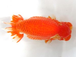 愛媛らん友会　東大関　梅岡伸一郎　松山