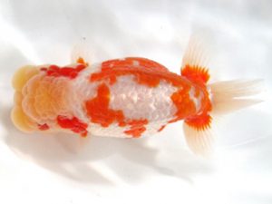 愛媛らん友会　西大関　仙波睦美　松山