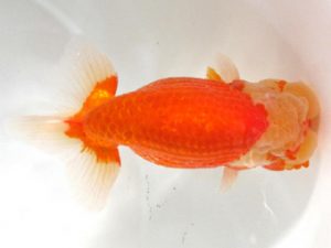 愛媛らん友会　立行司　丹下 常　今治