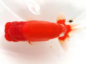 愛媛らん友会　取締一　鳴海　満　横浜