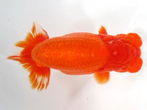 愛媛らん友会　取締二　丹下　常　今治