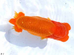 両毛愛魚会　東大関　野口正樹