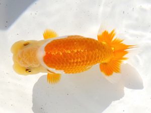 両毛愛魚会 勧進元一　中村正志