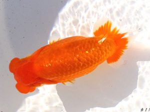 両毛愛魚会 勧進元二　荻谷冨士夫