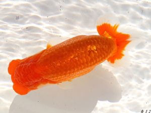 両毛愛魚会 行司一　木村　等