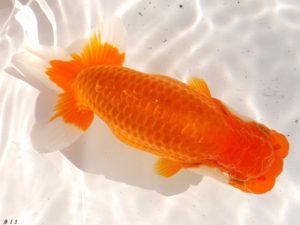 両毛愛魚会　行司二　中村正志