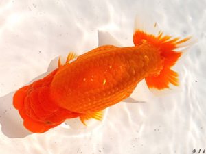 両毛愛魚会　行司三　野口正樹