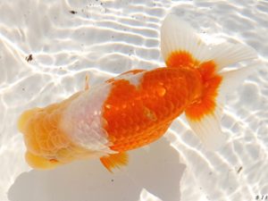 両毛愛魚会　脇行司一　中村正志