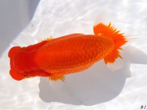 両毛愛魚会　西大関　荻谷冨士夫