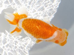 両毛愛魚会　取締一　中村正志