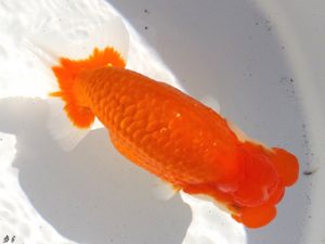 両毛愛魚会 東関脇　荻谷冨士夫