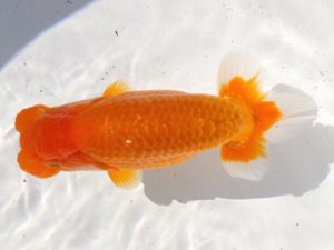 両毛愛魚会 西関脇　木村　等