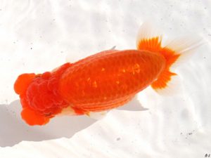 両毛愛魚会 東小結　荻谷達夫