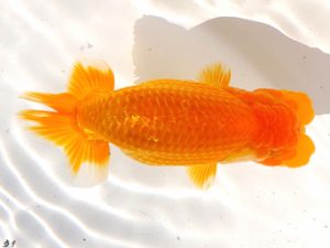 両毛愛魚会 西小結　矢ヶ崎伸司