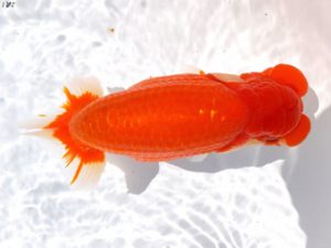 両毛愛魚会　荻谷冨士夫