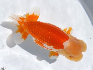 両毛愛魚会　西大関　塩原竹史