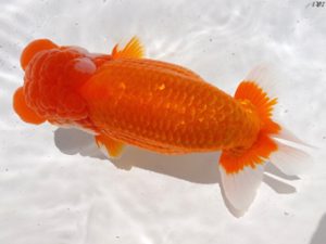 両毛愛魚会　立行司　北島欣一