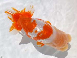 両毛愛魚会　取締一　北島欣一