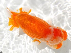 両毛愛魚会　佐俣　幸