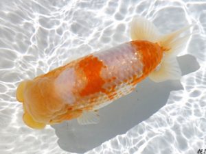 両毛愛魚会　西大関　田中　博