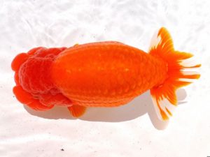 両毛愛魚会　立行司　佐俣　幸